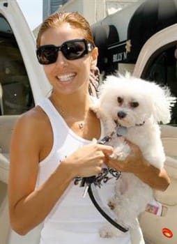 Eva-Longoria-Maltese-Dog
